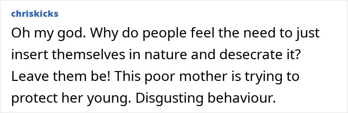 Social media comment criticizing an American tourist and supporting baby wombat protection.
