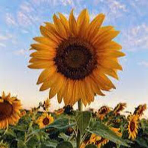 sunflower avatar