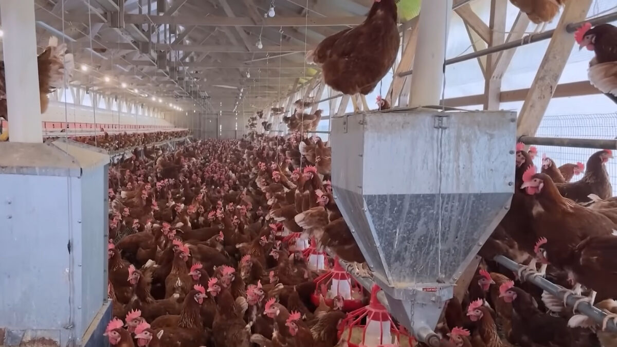 Poultry farm interior with hundreds of chickens crowded inside, highlighting bird flu concerns and health expert warnings.