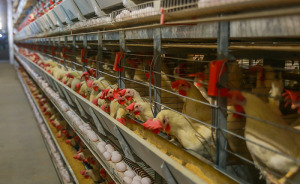 Health Experts Urge Immediate Preparedness As Bird Flu Reaches All 50 States