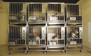 NIH Shuts Down Last Beagle Testing Lab After Decades Of Brutal Experiments That Killed Thousands