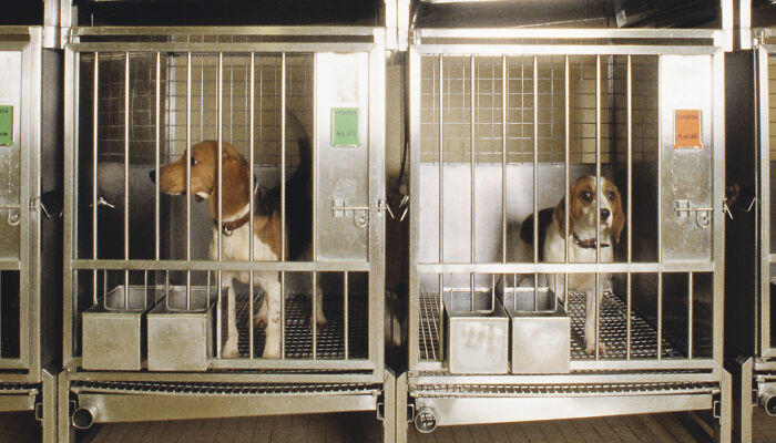 NIH Shuts Down Last Beagle Testing Lab After Decades Of Brutal Experiments That Killed Thousands