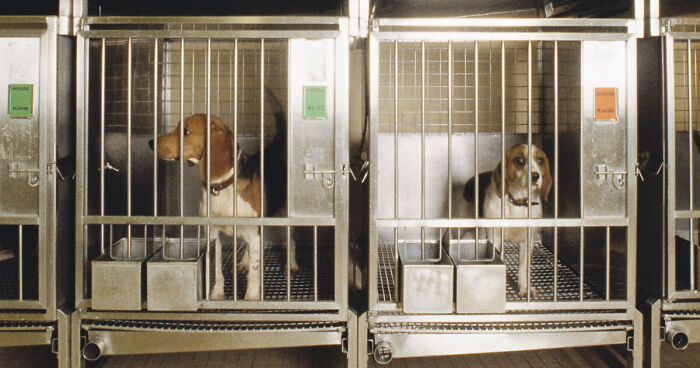 Beagles inside metal cages at a testing lab, highlighting NIH shutting down the last beagle testing facility.
