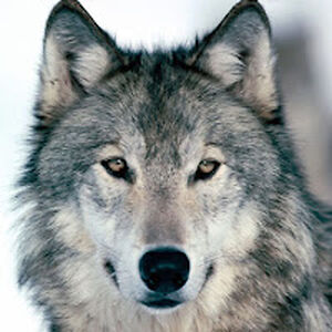 wolfgangbonow avatar