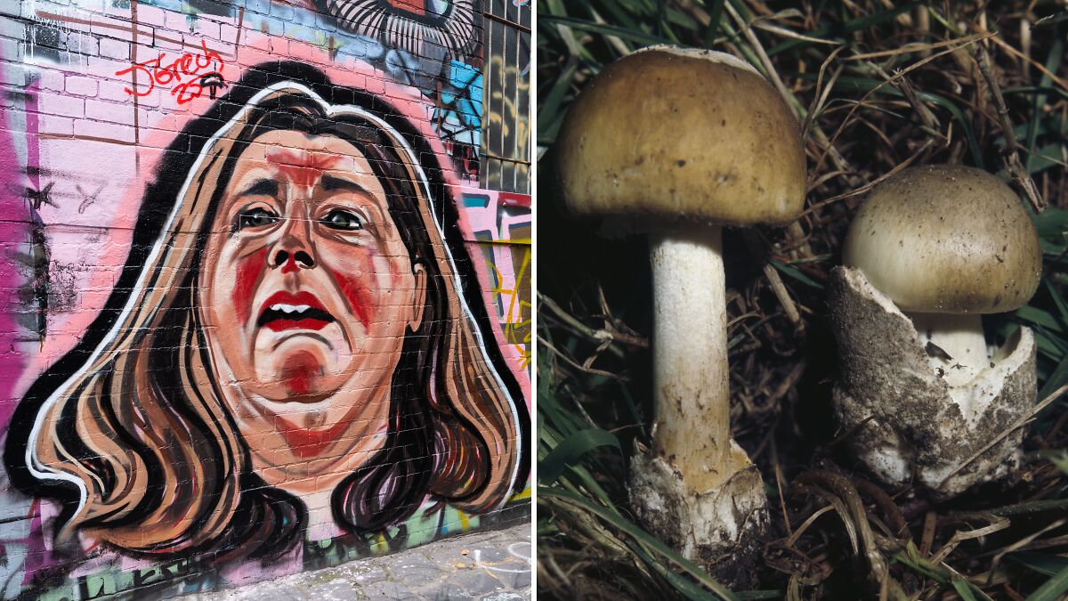 Mural of distressed woman beside close-up of poisonous mushrooms linked to deadly mushroom poisoning case.